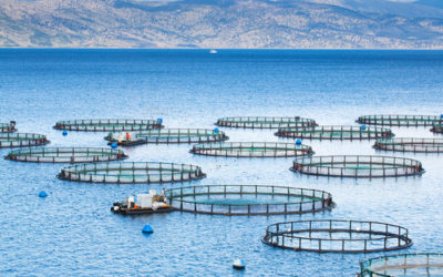 Noting the Legislative Council’s Report on Fin Fish Farming in Tasmania