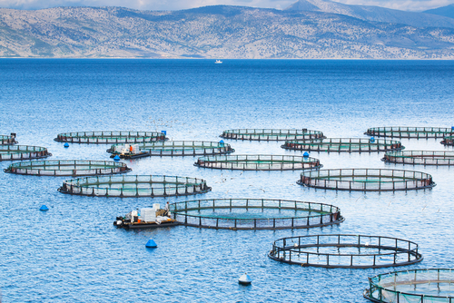Noting the Legislative Council’s Report on Fin Fish Farming in Tasmania