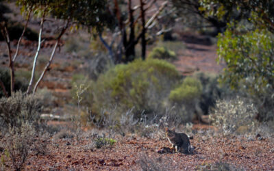 Question – Feral Cats in Tasmania & Multiple Cat Permits