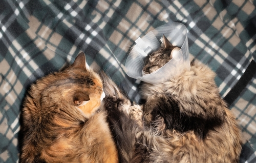 Question – Multiple Cat Permits