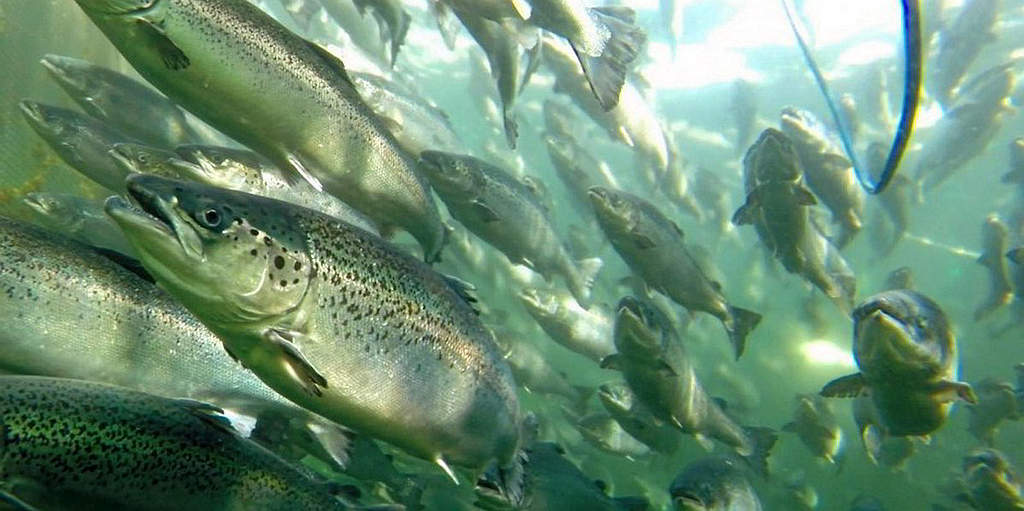 Question – Tasmanian Salmon Industry Plan – Implementation