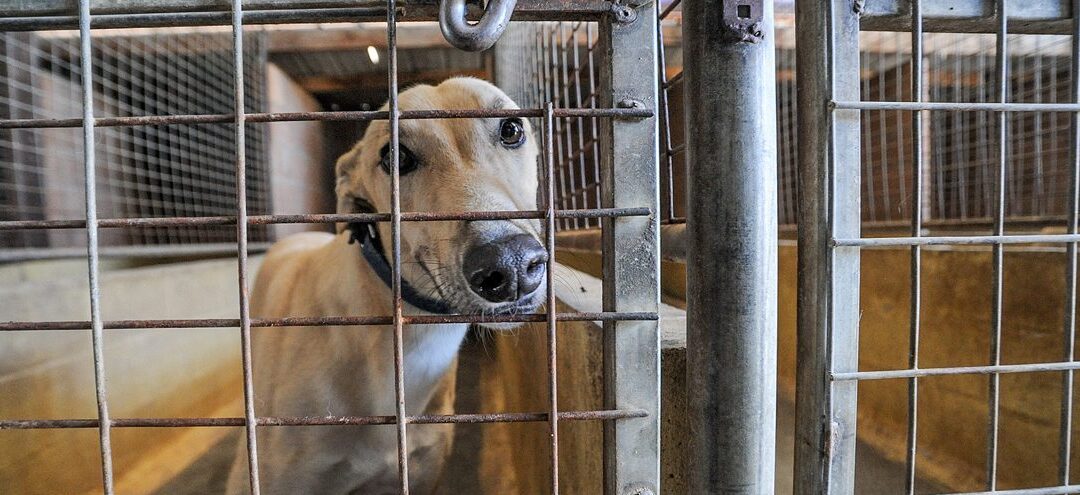 Speech – Referral of Greyhound Racing Legislation Amendments (Phasing Out Reform) Bill 2025 to Joint Standing Committee