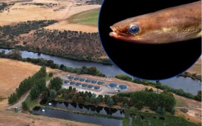 Tasmanian Inquirer – Antibiotic traces found in eels, water samples and sediments near Tasmanian salmon hatchery on Derwent River