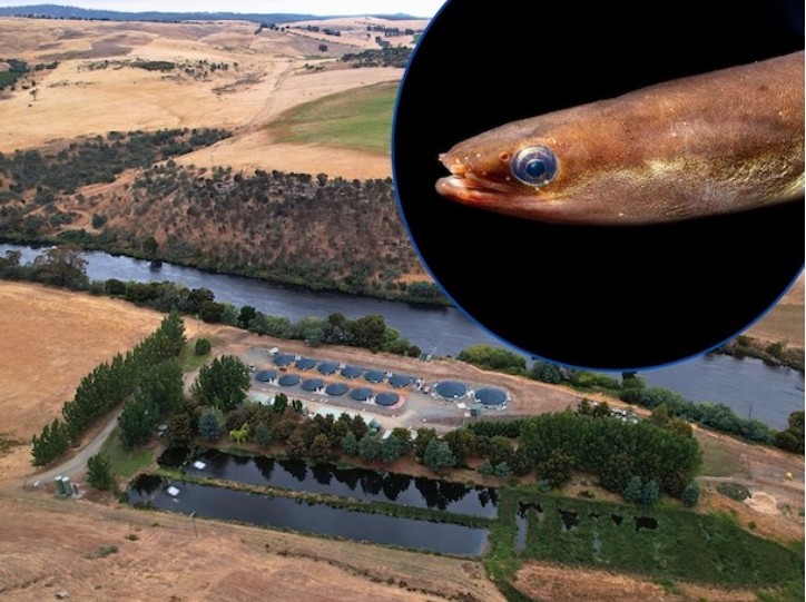 Tasmanian Inquirer – Antibiotic traces found in eels, water samples and sediments near Tasmanian salmon hatchery on Derwent River